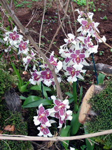 Beallara tahoma - Belara Beallara tahoma - Belara