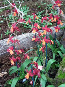 Burrageara sp. - Buragera Burrageara sp. - Buragera