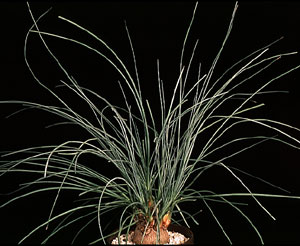 Calibanus hookeri - Kalibanus Calibanus hookeri - Kalibanus