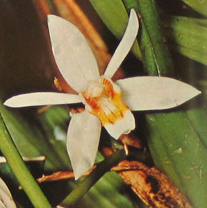 Coelogyne species - celogina vrste Coelogyne species - celogina vrste