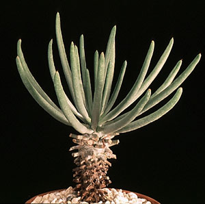 Tylecodon wallichii - Tylecodon wallichii -