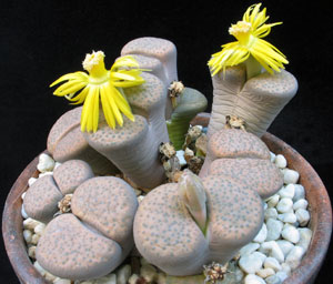 Lithops fulviceps v Lydiae - pikčasti litops Lithops fulviceps v Lydiae - pikčasti litops