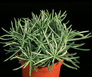 senecio_himalaya_1422.jpg