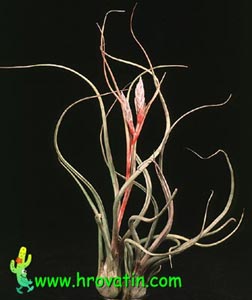 Tillandsia baileyi - Bulbasta tilancija Tillandsia baileyi - Bulbasta tilancija