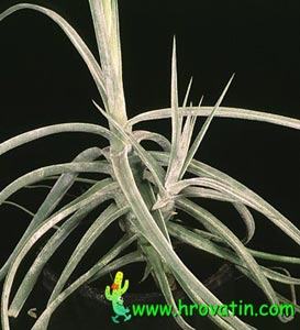 Tillandsia schiedeana - Tillandsia schiedeana -